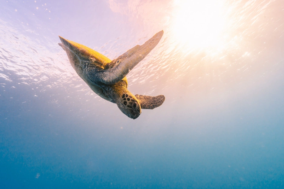 Reefsuites — подводный отель на Большом Барьерном Рифе