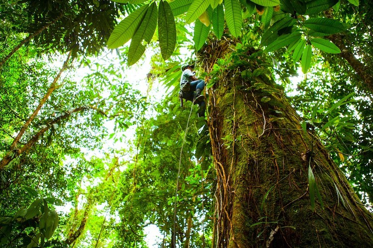Дома на деревьях: нетрадиционный отельный комплекс Finca Bellavista в Коста-Рике