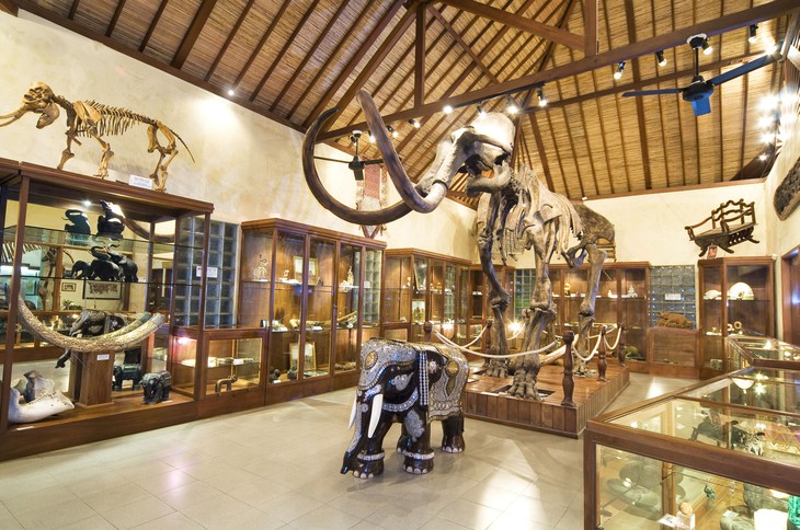 Музей в отеле Elephant Safari Park Lodge на Бали