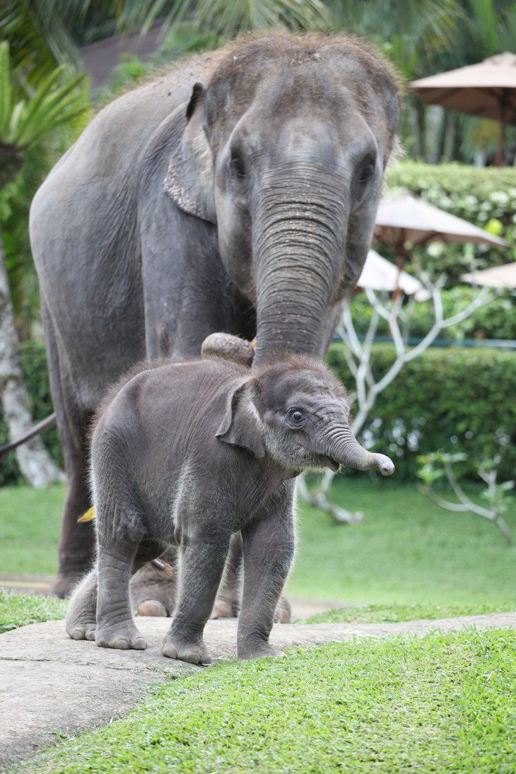 Слон и слонёнок в Elephant Safari Park Lodge на Бали