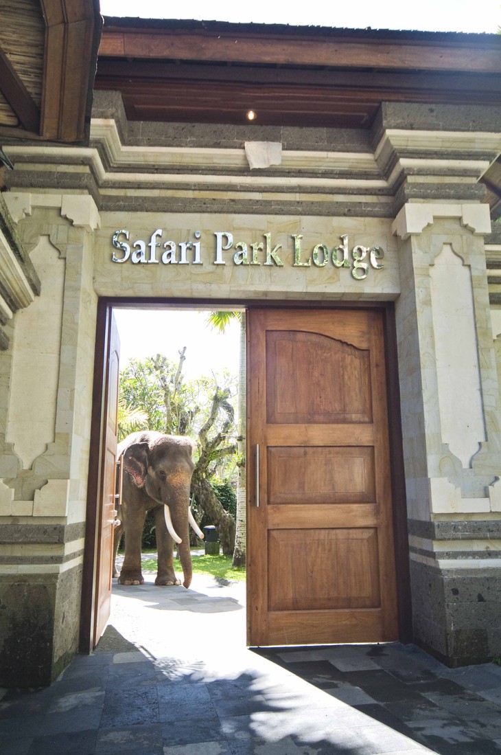 Прихожая отеля Elephant Safari Park Lodge на Бали