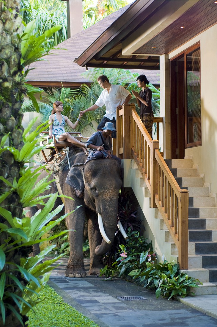 Слон у отеля Elephant Safari Park Lodge на Бали