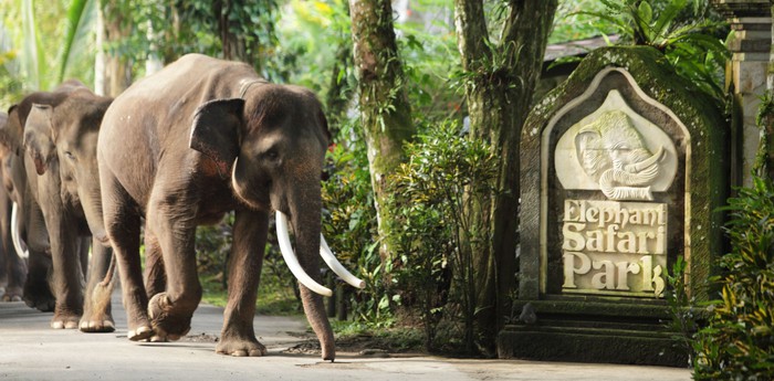 Слоны у отеля Elephant Safari Park Lodge на Бали