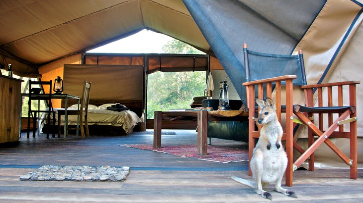 Кенгуру в лагере Wilderness Camp Nightfall в Австралии