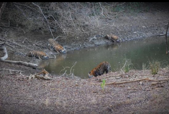 The Oberoi Vanyavilas: джунгли-курорт в заповеднике Ranthambore Tiger, Индия