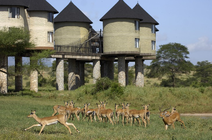 Sarova Salt Lick Game Lodge: экзотический отель в Кении для волшебного отпуска