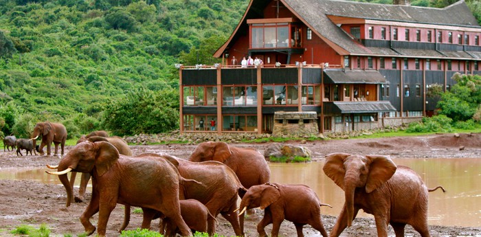 The Ark: необычный отель в Кении в виде Ноева Ковчега с видом на водопой